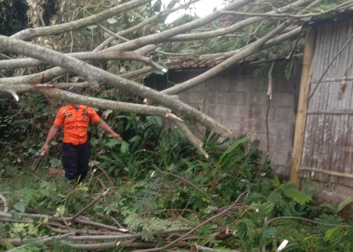 Angin Puting Beliung Serbu Bogor Banyak Pohon Tumbang