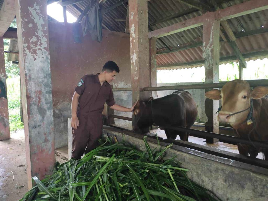 Mahasiswa Polbangtan Bogor sukses ternak sapi